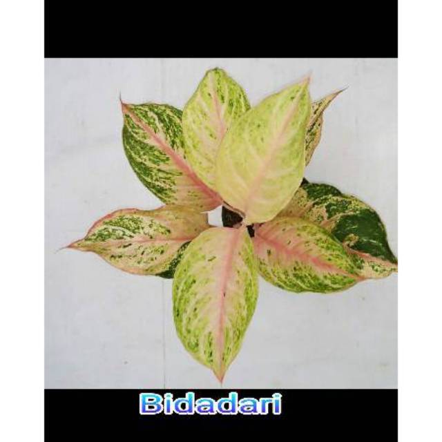 Aglonema Bidadari Uk. Jumbo/ Dewasa