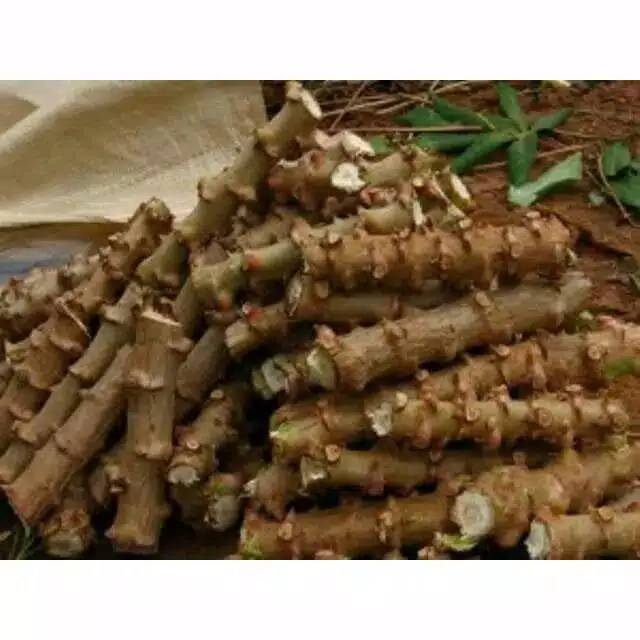 

Bibit pohon singkong / pohon singkong perbatang