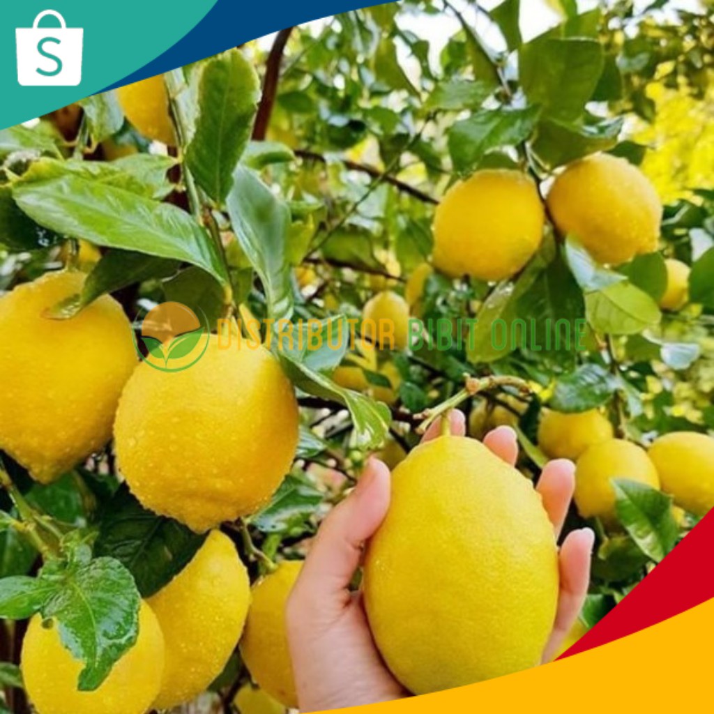 Bibit Jeruk Lemon California - Lemon Amerika