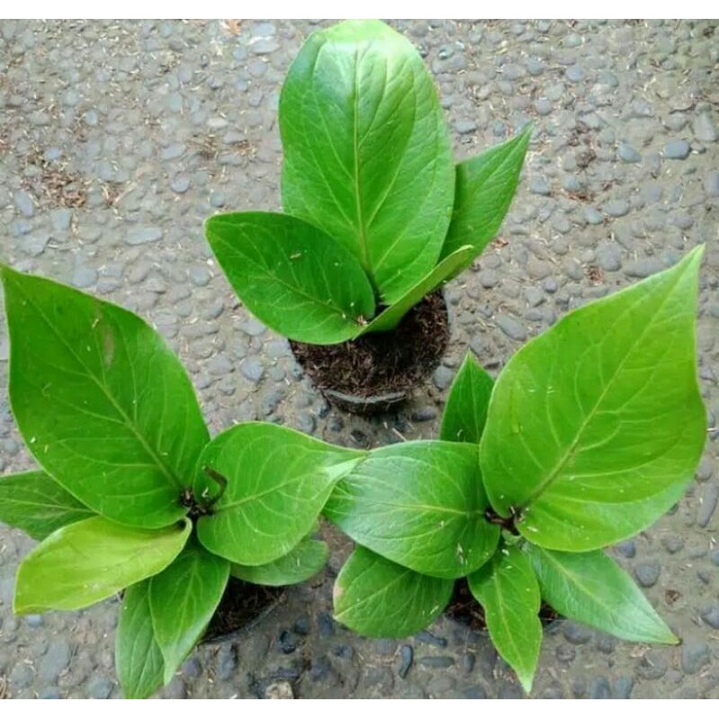 tanaman hias antharium anjamani cobra