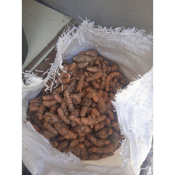 

kunyit kemasan 1 kg