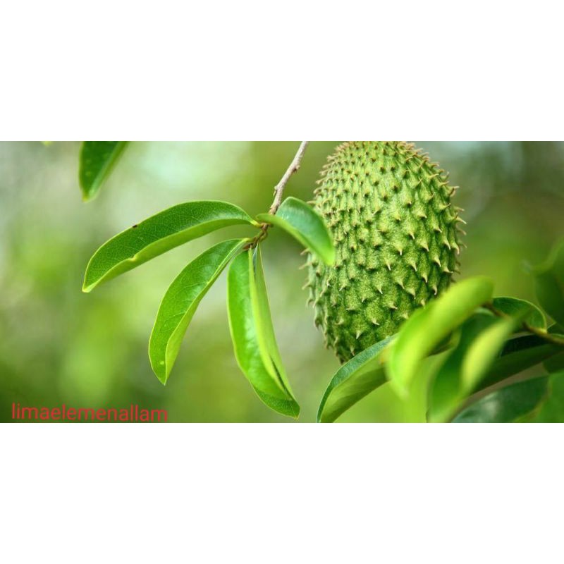 

daun sirsak/daun nangka walanda 10g