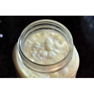 Bibit Kefir