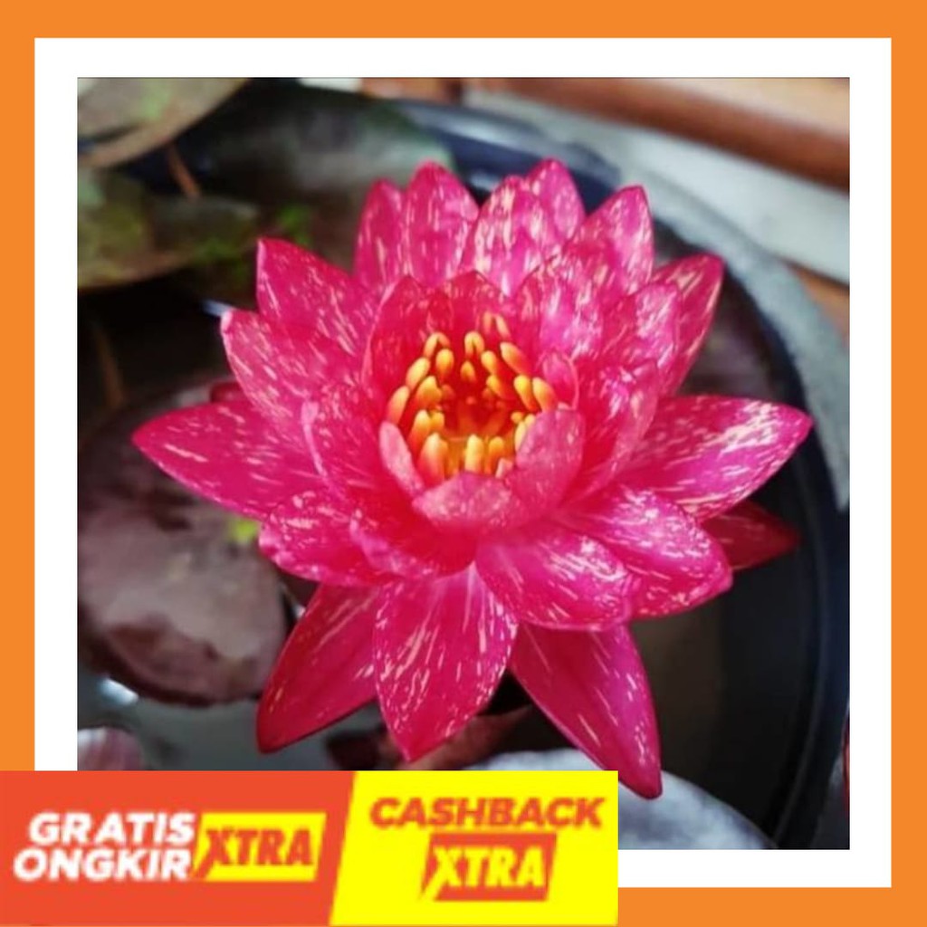 TERBARU BEST SELLER - Tanaman Hias Air Aquascape - Bibit Bunga Teratai Red Hardy Wanvisa