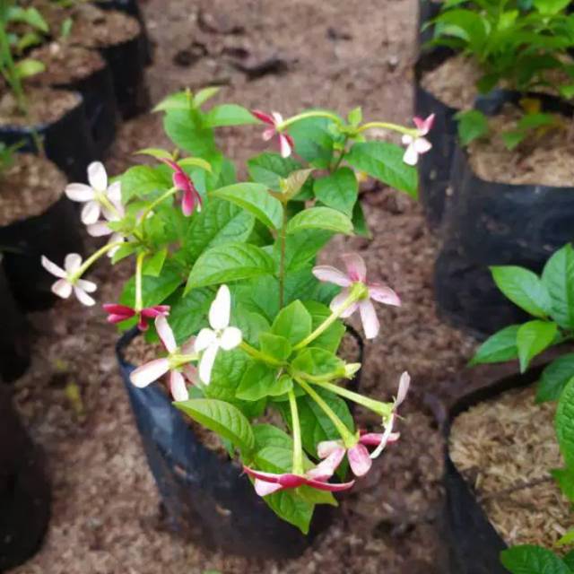 melati belanda-tanaman rambat melati belanda
