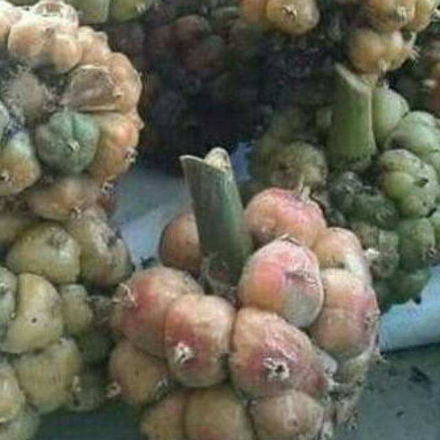

Asam cikala/siala