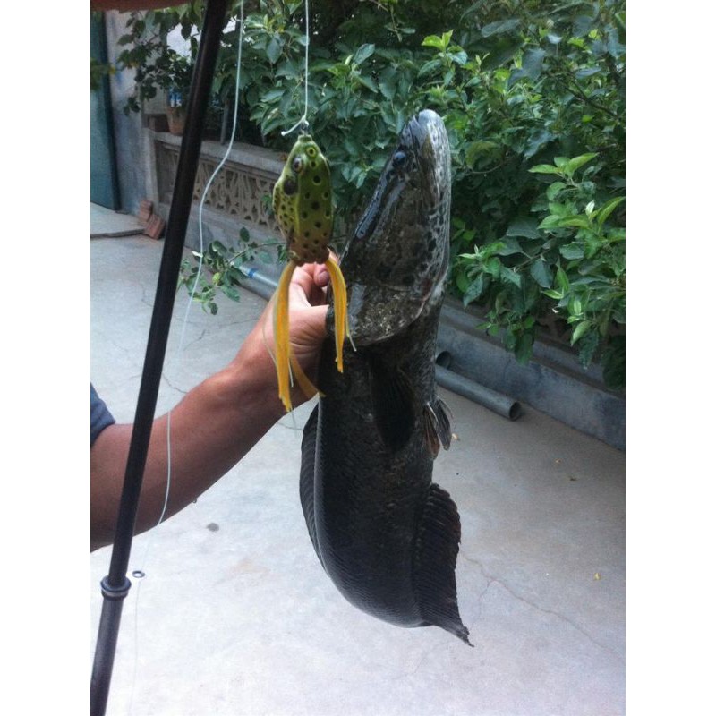 ✓MANCING MANIA - UMPAN BENTUK KODOK REALISTIK MANCING, CHANA, GABUS, TOMAN. SNAKE HEAD KILLER