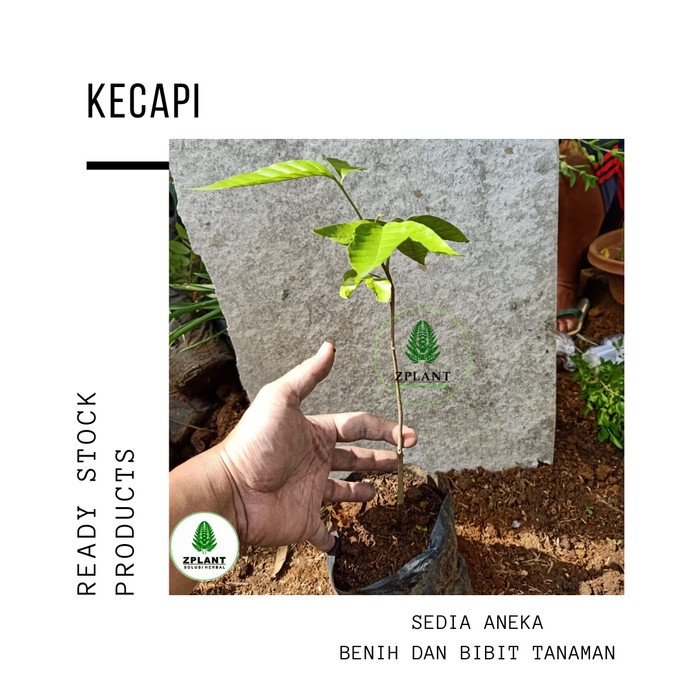 Bibit pohon kecapi / Tanaman buah kecapi