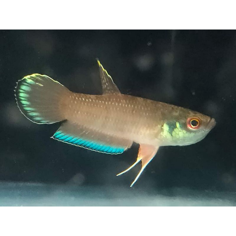 Cupang alam (Taeniata)