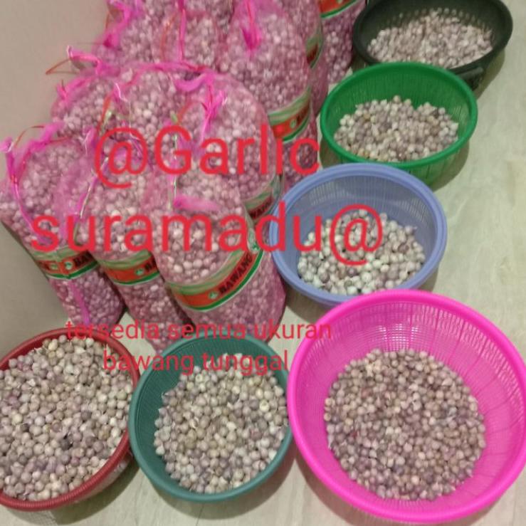 

︽ Bawang putih tunggal kecil 1kg impor murah NEW 2181 ☁