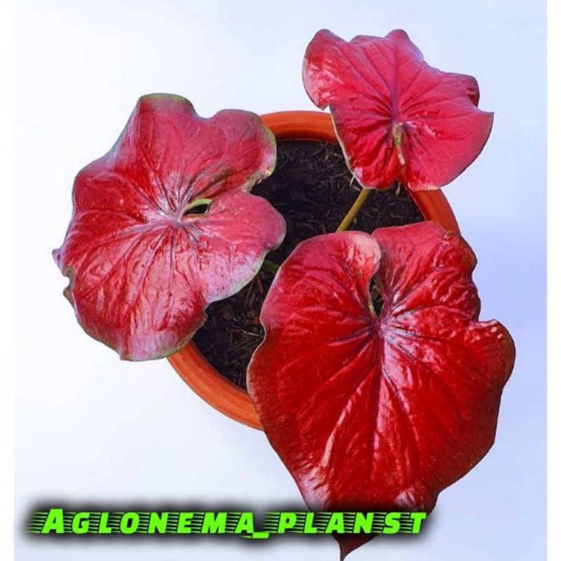 PROMOMURAH Bonggol/Umbi Caladium Red Dragon import