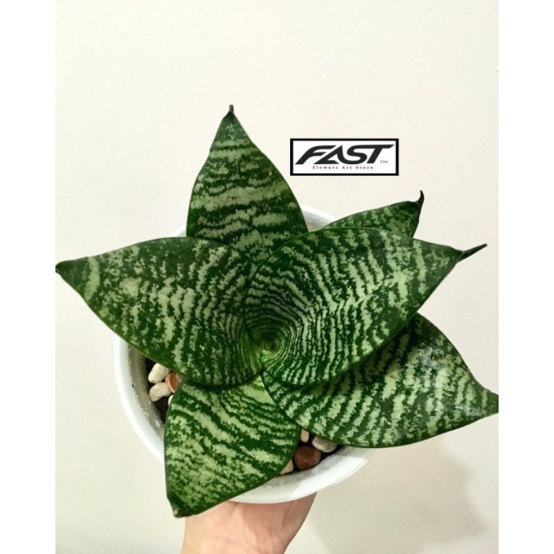 Tanaman Hias Sansivera Mini Kodokan - Sansivera Mini Kodok - Sansivera Mini Hijau