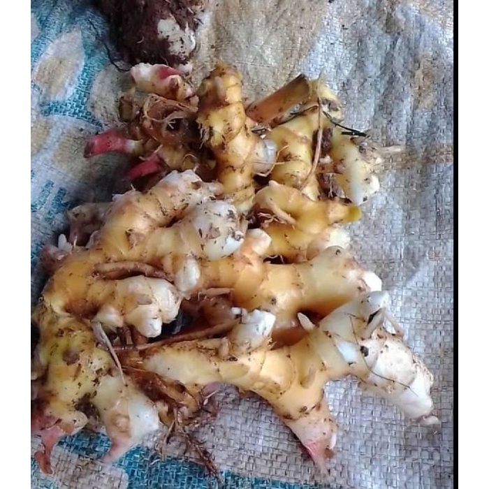 

250 GRAM LEMPUYANG FREES/LEMPUYANG SEGAR 6K