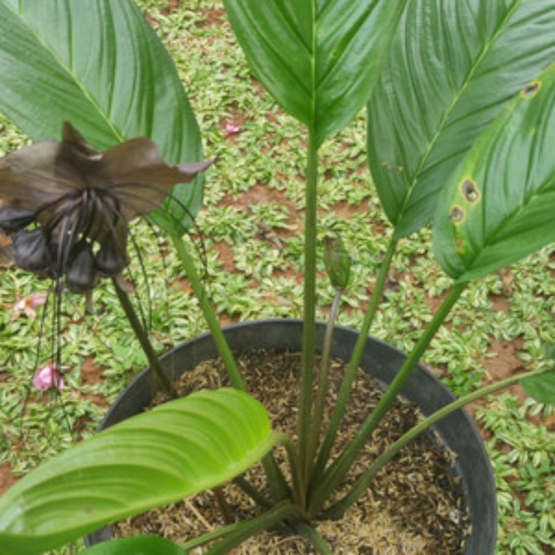 anggrek kelelawar hitam - anggrek kelelawar dewasa . anggrek kelelawar unik anggtek langka -  kondis