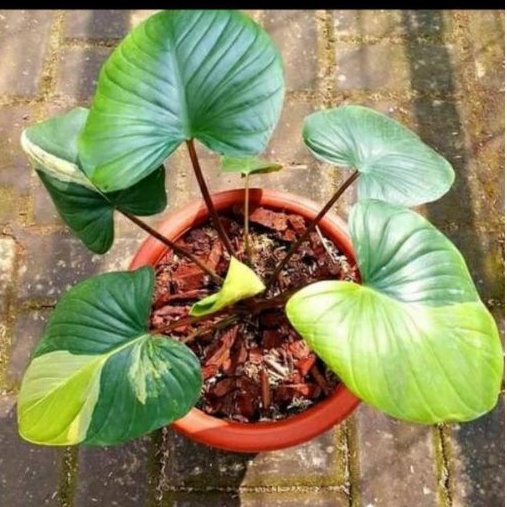 Homalomena Rubescens Variegata Kualitas terjamin 100%