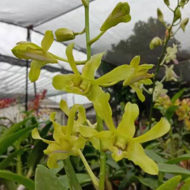 anggrek Dendrobium Caesar Green Dewasa