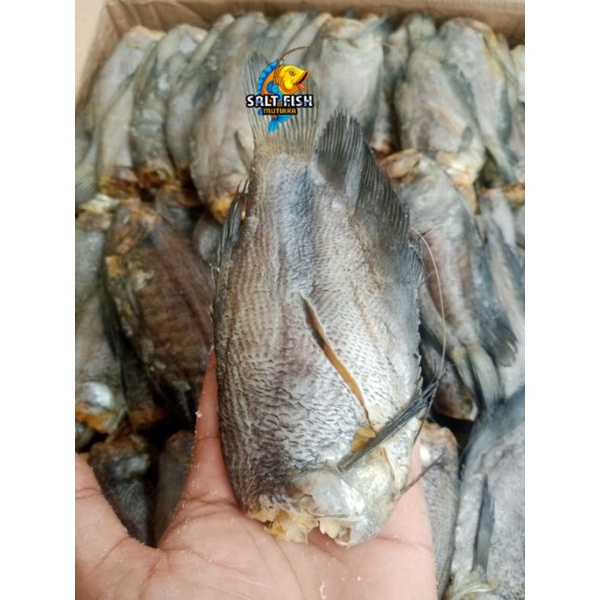 

Ikan Asin Sepat Siam Besar ;500 Gram