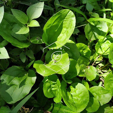 

Daun Ki Urat Segar Daun Sendok Sendokan Plantago Major 500gr