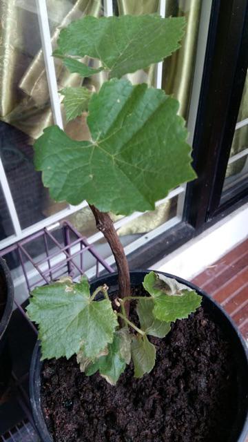 Tanaman Anggur Merah