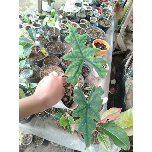 alocasia sp sulawesi/Jacklin