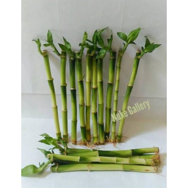 BAMBU HOKI,BAMBU REJEKI,BAMBU HIAS