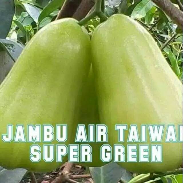 Bibit Jambu Air Taiwan Super Green