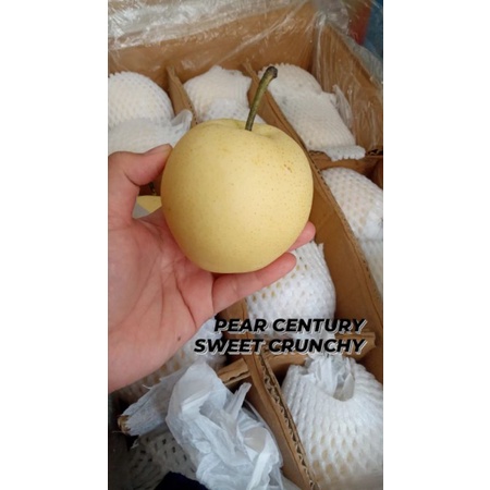 

Pear Century 1kg Pir Century 1kg (BUAH IMPORT MURAH)