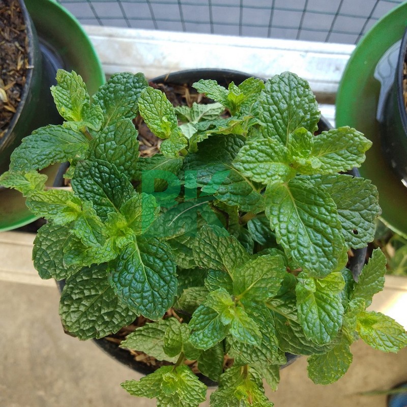 Daun mint (bisa cod) - JUAL BIBIT Tanaman Daun Mint Peppermint (bisa di konsumsi)