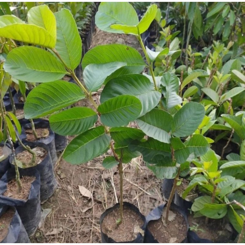 Bibit pohon jambu kristal merah/Tanaman buah jambu kristal merah