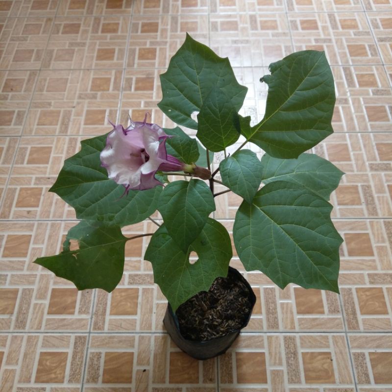 bunga kecubung ungu tumpuk