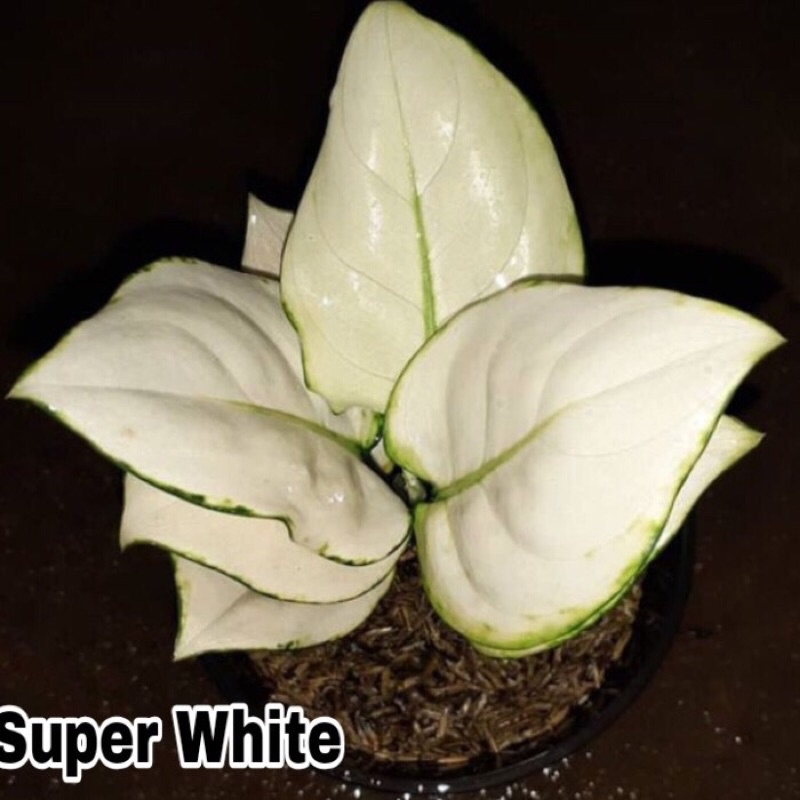 (NEW) bonggol tanaman hias aglonema super white | bonggol super white