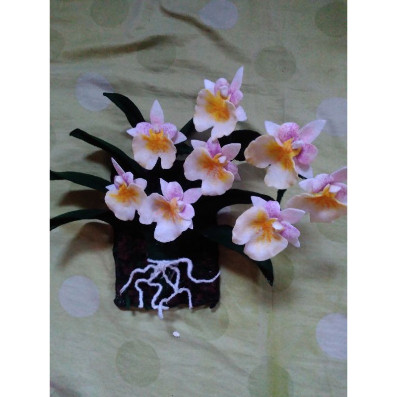 anggrek miltonia flanel