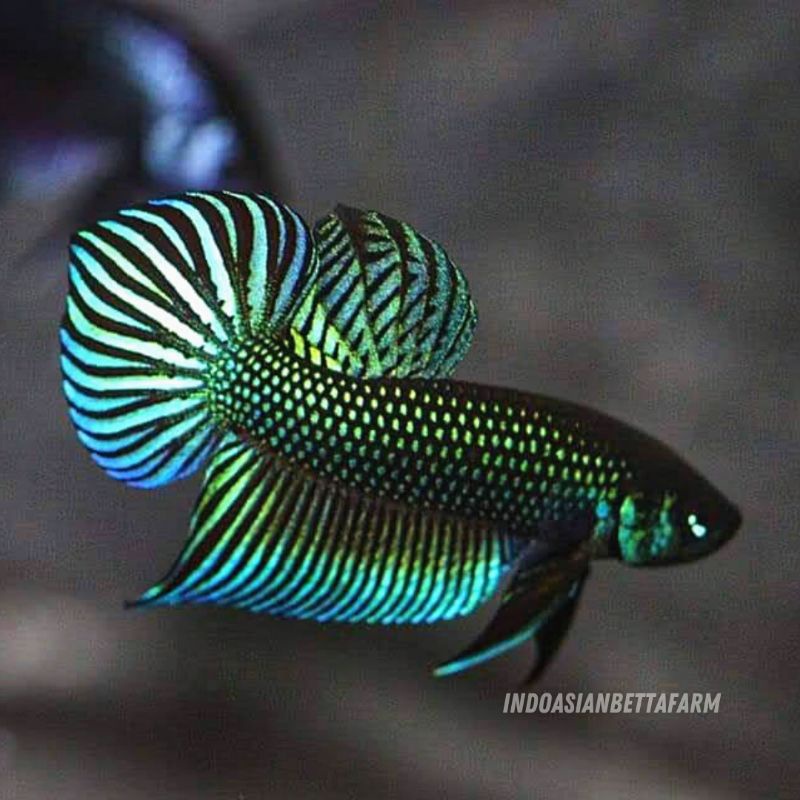 wild betta mahachai green - ikan cupang alam