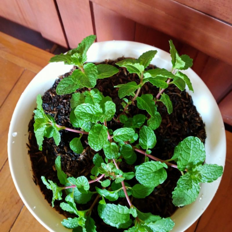 

Bibit Daun Mint dalam Polibag