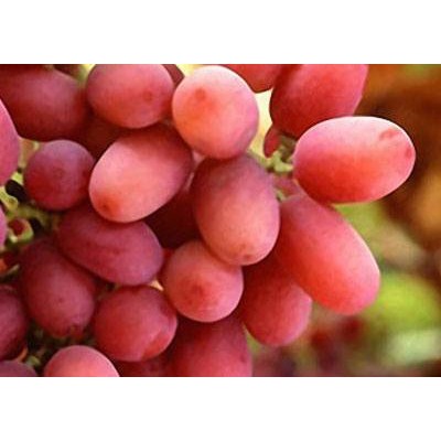 

ANGGUR CRIMSON SEEDLESS fresh - Crimson Seedless Grape