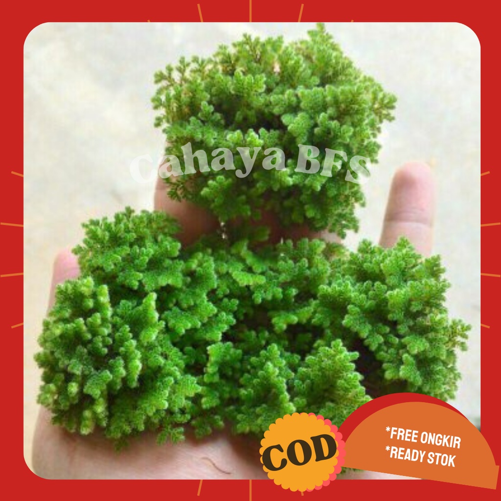 Bibit Azolla Pinnata Azola Microphylla pakan ternak alternatif 500gr