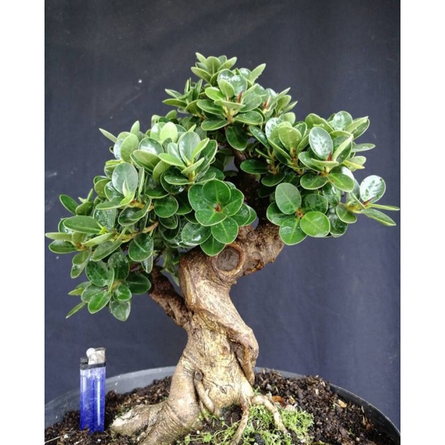 tanaman bahan bonsai dolar mangkok|bahan bonsai dolar mangkok