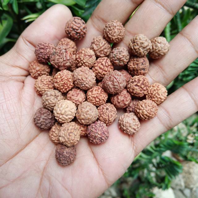 Biji jenitri paket 1000 butir