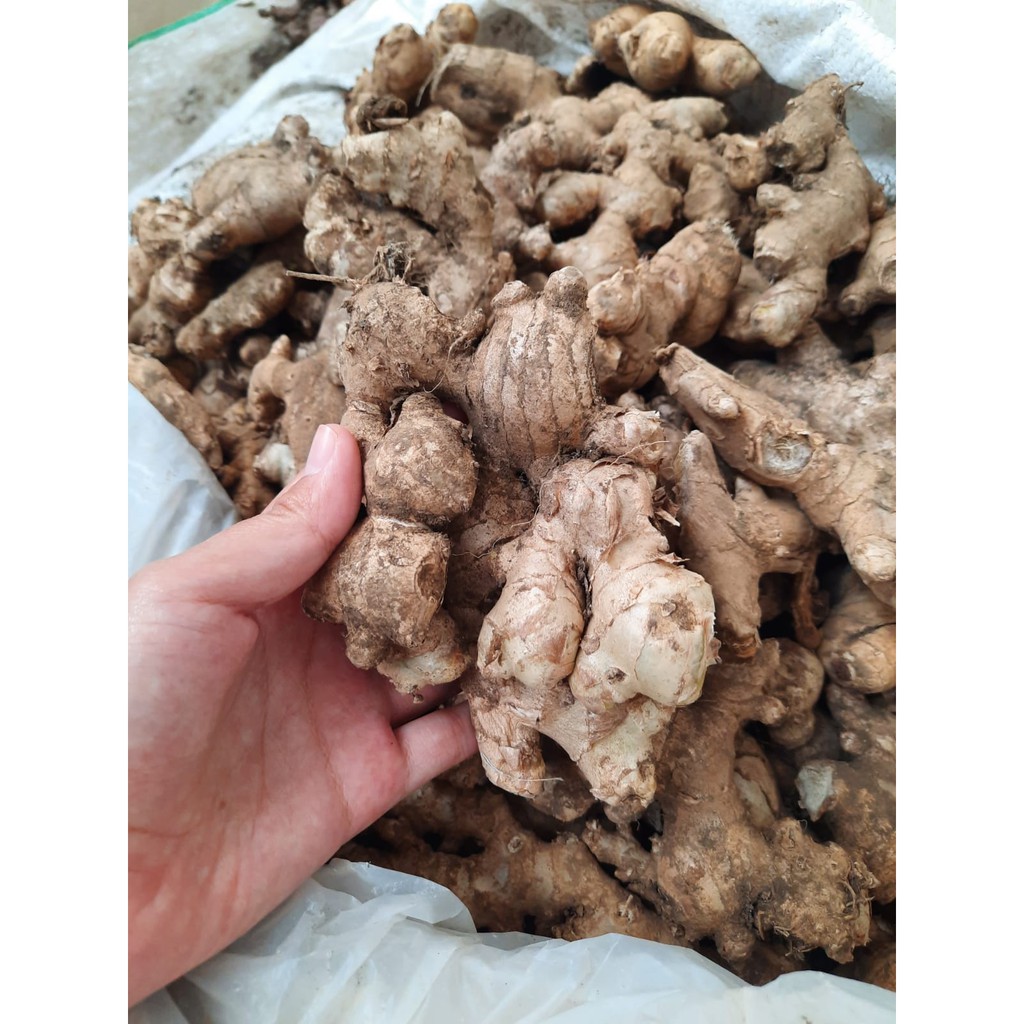 

Jahe Emprit Segar/Jahe Emprit Putih Super Premium 1kg