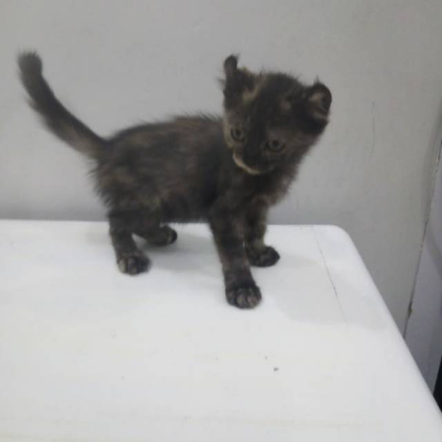 Kinkalow NS/American curl