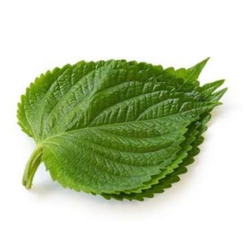 

Perilla Leaf Fresh - Daun Wijen Muda 100gr