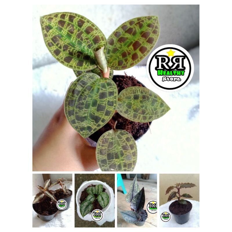 paket hemat tanaman hias jewel orchid (isi 5) paket kiaksara