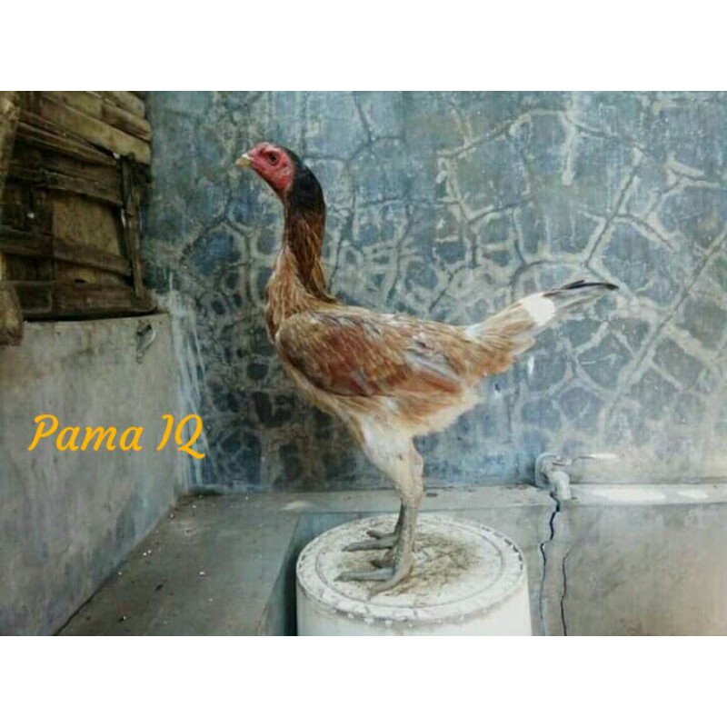 Telur Ayam Pama IQ Harga Grosir