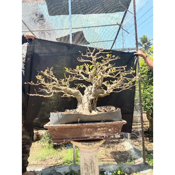 Bonsai Amplas Putih Prospek Large