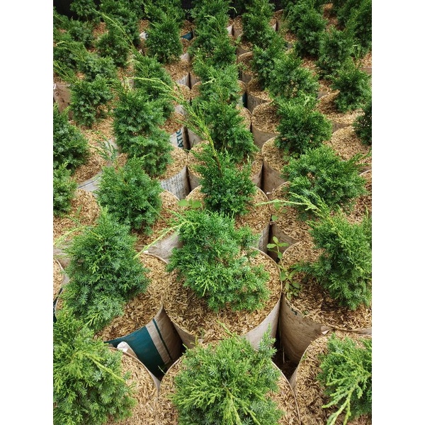 Tanaman Hias Cemara Pua Pua Bibit Pohon Cemara/Cemara Natal