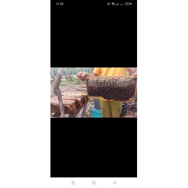 

madu akasia 100 murni tanpa campuran apapun