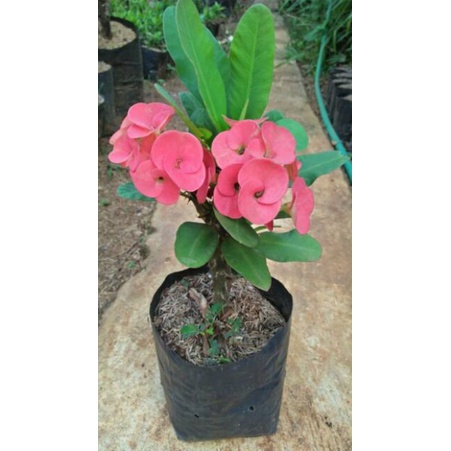 TANAMAN HIAS EUPHORBIA// EUPHORBIA BUNGA MERAH