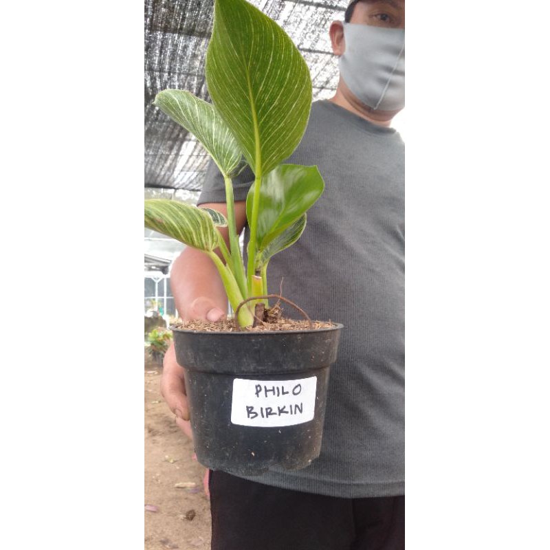 aglonema philo birkin PHILO BIRKIN DEWASA