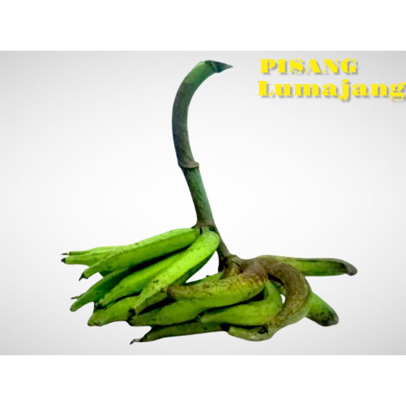 

PISANG TANDUK AGUNG ASLI LUMAJANG/PISANG AGUNG/BUAH SEGAR