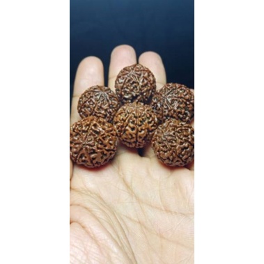 liontin rudraksha mukhi 7 original